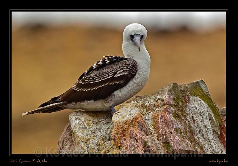 Ballestas Islands 024.jpg